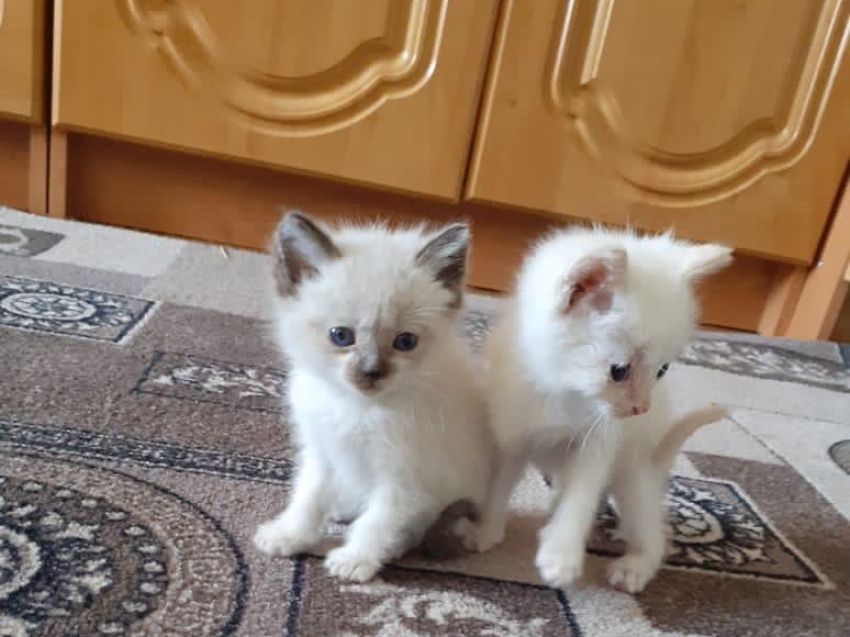 Ветеринары спасли и приютили бездомных котят в городе Борзя Забайкальского края